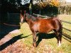 broodmare Grazella (Welsh-Pony (Section B), 1989, from Constantin)