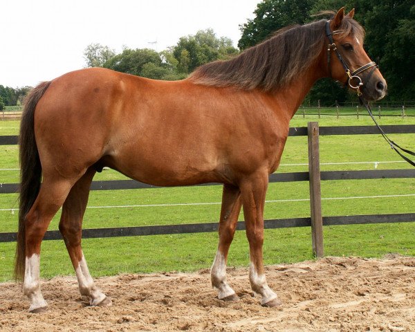 Pferd Maya's Adrie (Welsh Partbred, 1994, von Orchard d'Avranches)