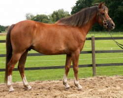 Pferd Maya's Adrie (Welsh Partbred, 1994, von Orchard d'Avranches)