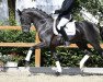 dressage horse Soir de Paris (Oldenburg, 2017, from Sandro Hit)