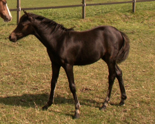 horse Lindavia Glee (Welsh-Pony (Section B), 2011, from Moorkieker Goliath)