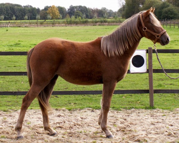 dressage horse Lindavia Gracy (German Riding Pony, 2009, from Marck B.S.)