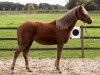 dressage horse Lindavia Gracy (German Riding Pony, 2009, from Marck B.S.)