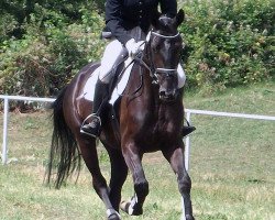 dressage horse Piet (German Sport Horse, 2007, from Pharis)