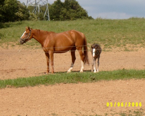 broodmare Goivanna (Zweibrücken, 1992, from Garant)