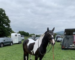 dressage horse Myra H (unbekannt, 2009, from Munser)