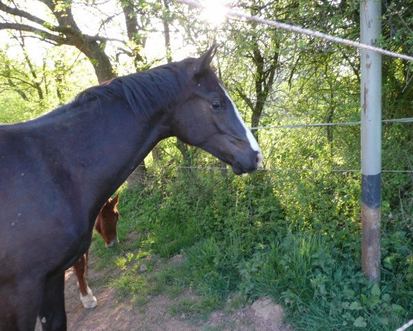 Pferd Casper Le Beau (Zweibrücker, 2006, von Claudino)