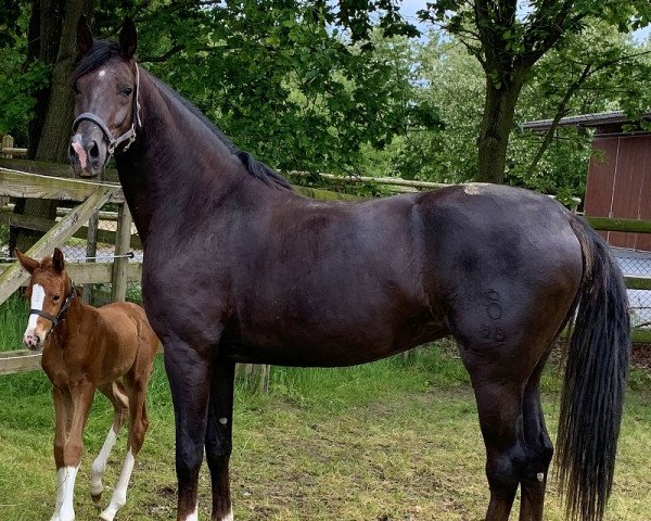 broodmare Dokt0r´s Duffine (Oldenburg, 2015, from Dr. Jackson D)