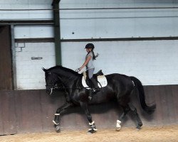 dressage horse Saphir 420 (German Sport Horse, 2011, from San Amour I)