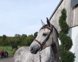 jumper Agalina D Z (Zangersheide riding horse, 2017, from Aganix du Seigneur)