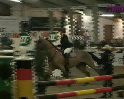 Springpferd Zeldzaam (KWPN (Niederländisches Warmblut), 2004)