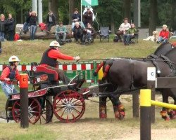 dressage horse Domino 816 (Westphalian, 2000, from Donnerbube 2)