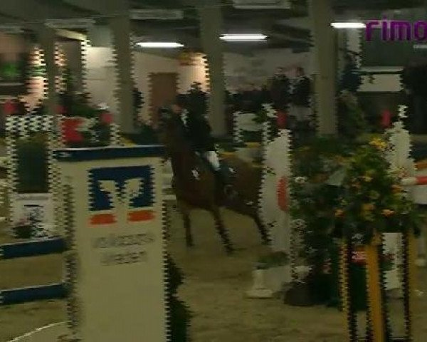 broodmare Carrymore 3 (Westphalian, 2004, from Carry Wind)