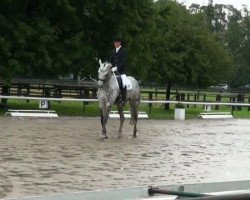 dressage horse Top Sacre Coeur (German Sport Horse, 2003, from Sterling)