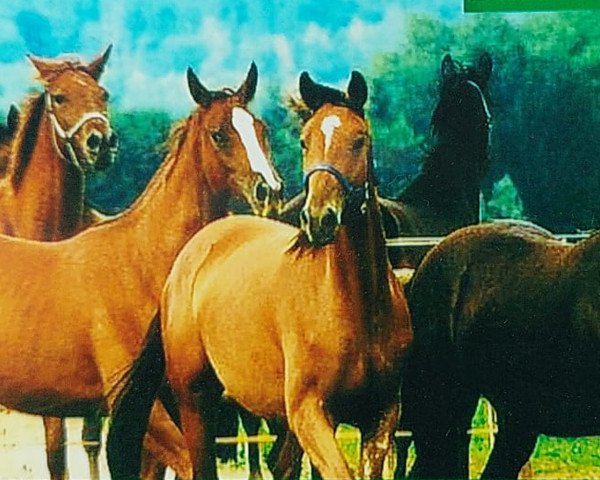 broodmare Octopussy (Trakehner, 1995, from Heling)
