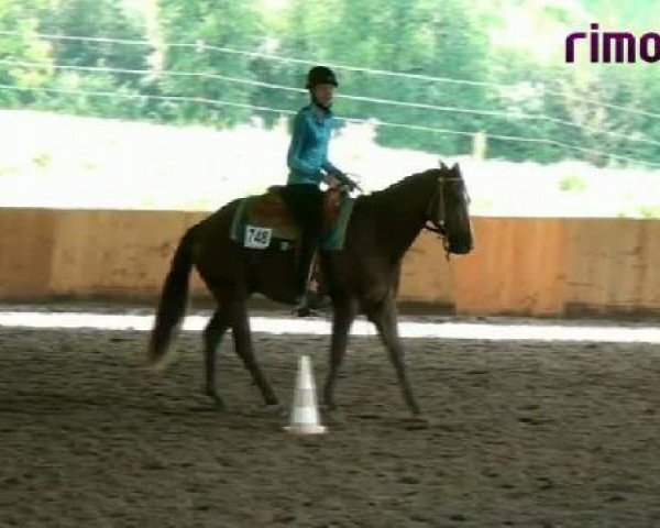 Pferd WBS Kinglet Sujo (Quarter Horse, 2005, von Bevs Sujo)