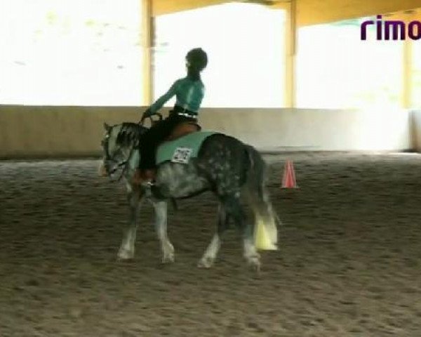 horse Lucky Little Star (Appaloosa, 2000, from Ima Lena Hollywood)