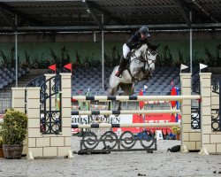 jumper Chinzano (German Sport Horse, 2014, from Carpalano)