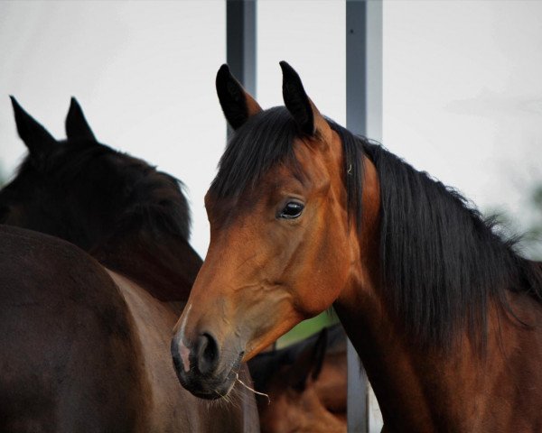 Dressurpferd Ronya-Royal (Deutsches Sportpferd, 2020, von Rubin Royal OLD)