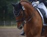 dressage horse Ray of Light (Hanoverian, 2011, from Rotspon)