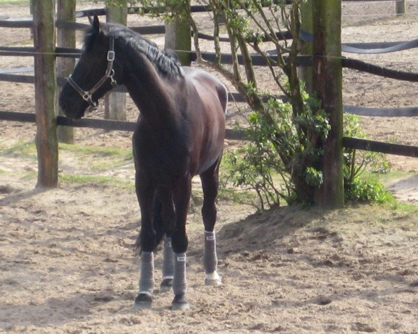 horse Louis D'Or 2 (Hanoverian, 2002, from Landjonker (Fruhling))