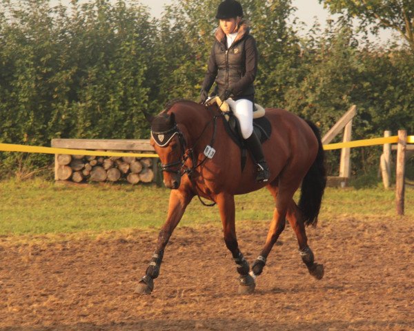 Springpferd Amber 93 (Niederländisches Warmblut, 2005, von Quattro B)