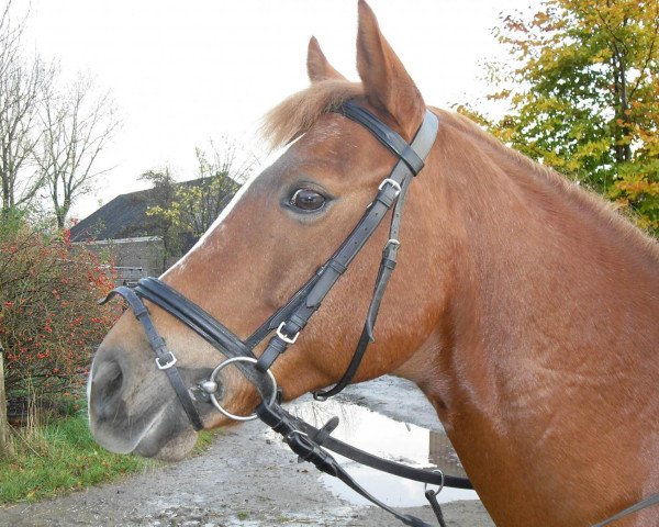 Pferd Ringo (Deutsches Reitpony, 1997, von Jacobspeel's Rocky)