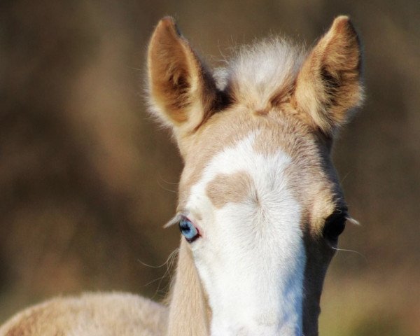 Dressurpferd Heiligenbergs Leta Lestrange (Deutsches Reitpony, 2022, von Damaszener K WE)