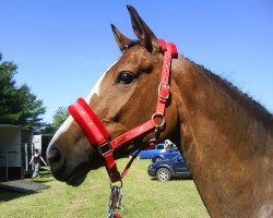 jumper White Fire W (Hanoverian, 2002, from White Star)