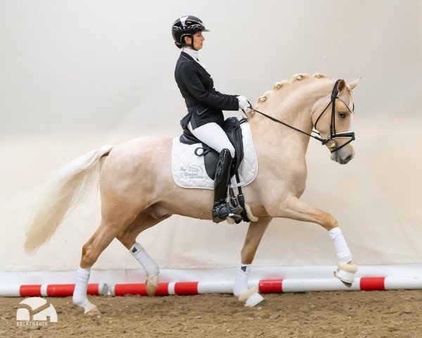 stallion Damaszener K WE (German Riding Pony, 2018, from Dimension AT NRW)