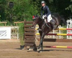 jumper Fst Livius (German Sport Horse, 2006, from Liberty Son)