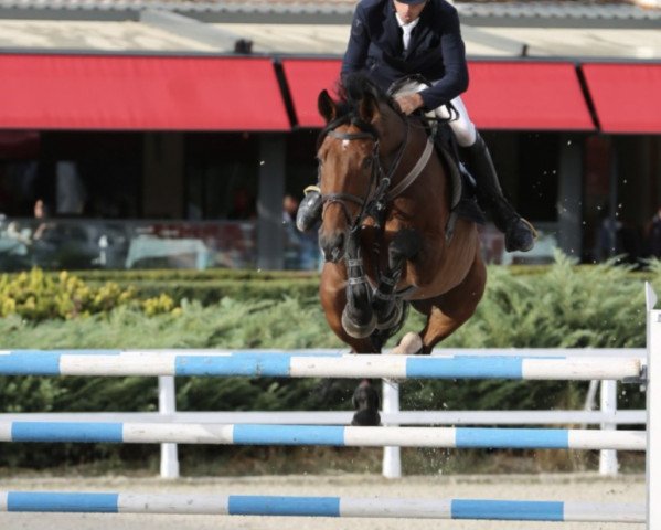 jumper Staccato Ec (Irish Sport Horse, 2014)