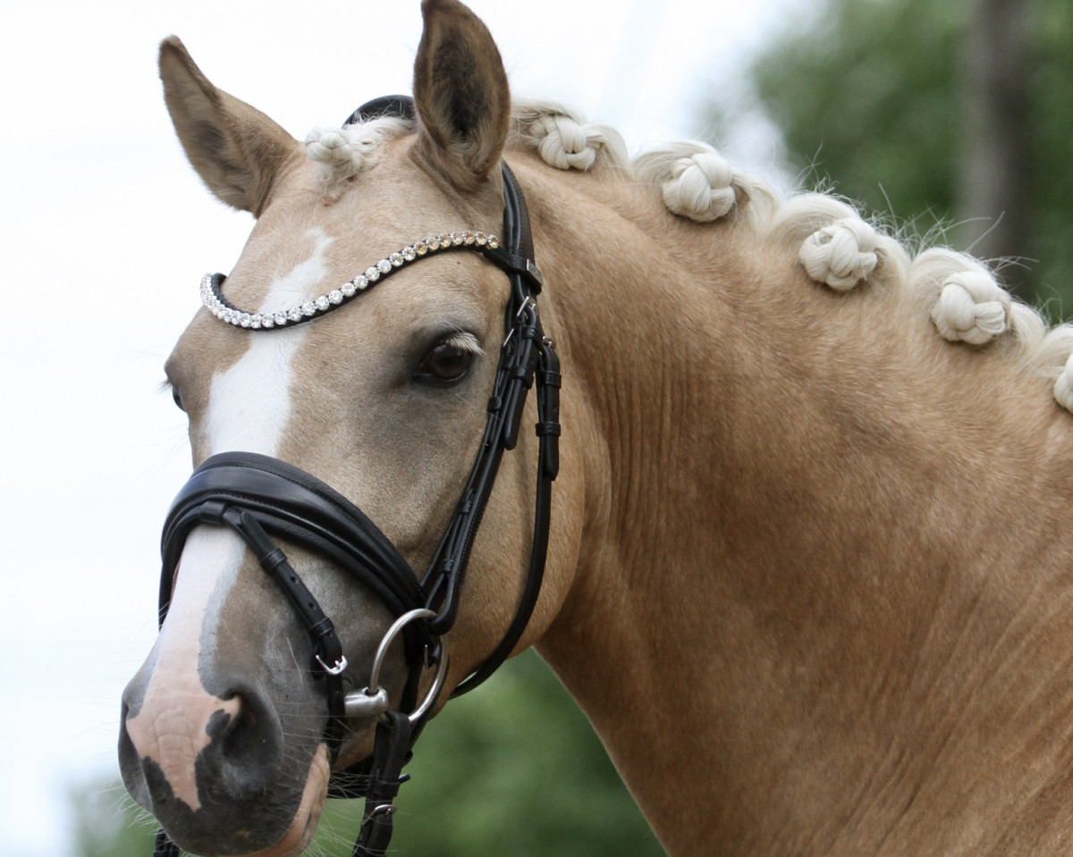 Zuchtstute Heiligenbergs Speed Dating (Deutsches Reitpony, 2016, von Dating AT NRW)