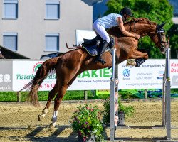 broodmare Escalina Bf (Württemberger, 2006, from Escudo I)