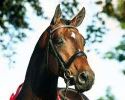 stallion Blue Hors Rush Hour (Oldenburg show jumper, 2002, from Rubin Royal OLD)