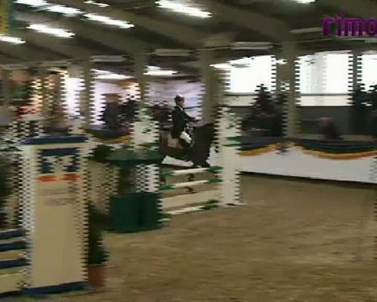 Springpferd Quasti (Westfale, 2007, von Quinta Real)