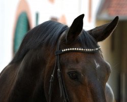 dressage horse Ferdinand 228 (Oldenburg show jumper, 2002, from Feuerwerk)