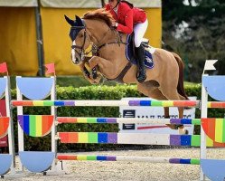 jumper Leffe van het Bergske (Belgian Warmblood, 2011, from Wandor van de Mispelaere D'10)