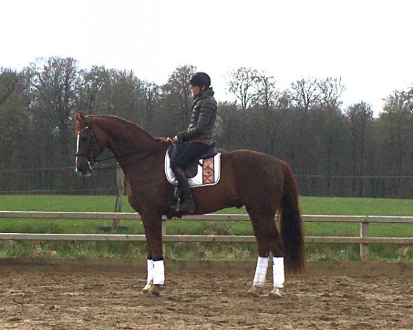 dressage horse Fior de luxe (Hanoverian, 2013, from Fuechtels Floriscount OLD)