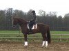 dressage horse Fior de luxe (Hanoverian, 2013, from Fuechtels Floriscount OLD)