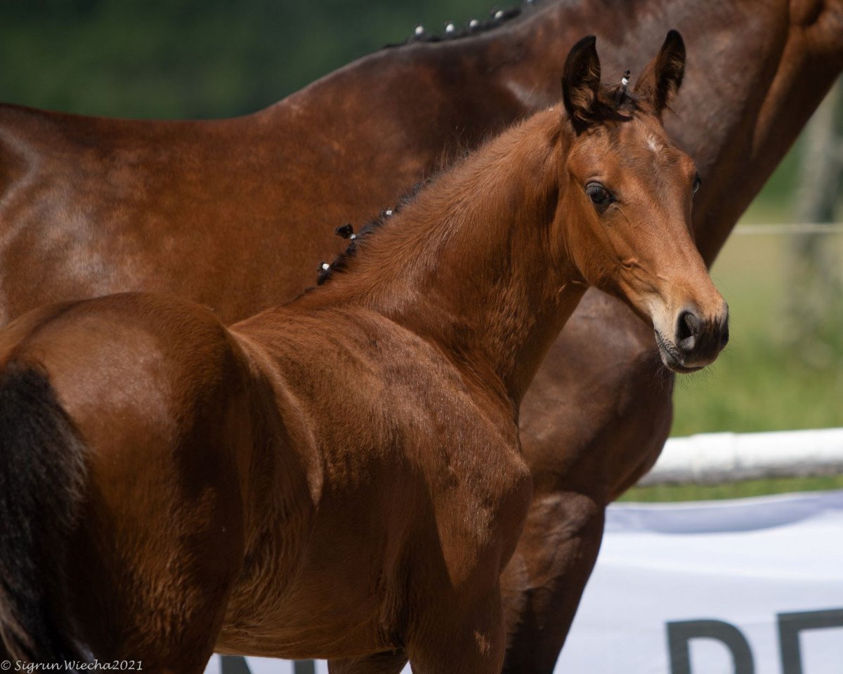 horse Ataman (Trakehner, 2021, from Pagur ox)