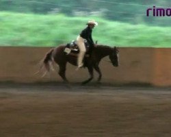 Pferd Sterling Quixote 25924 (Quarter Horse, 2004, von Sterling Snowman)