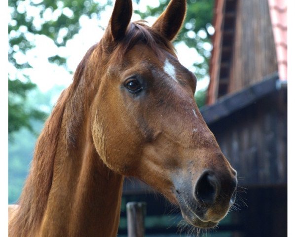 Pferd Memphis (Sachsen-Anhaltiner, 2005, von Magic Boy)