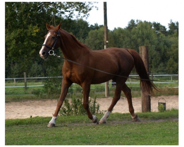 broodmare Jalwe (Saxony-Anhaltiner, 1986, from Jever)