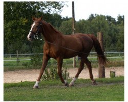 broodmare Jalwe (Saxony-Anhaltiner, 1986, from Jever)