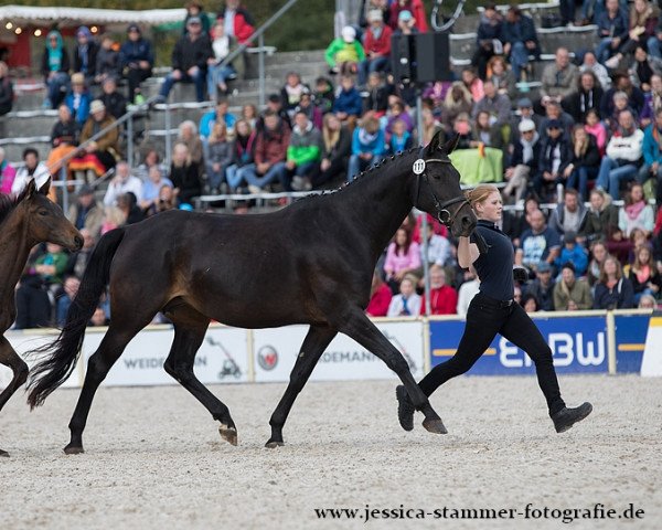 Zuchtstute Gräfin Guayana (Trakehner, 2008, von Donauzauber)