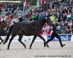 broodmare Gräfin Guayana (Trakehner, 2008, from Donauzauber)