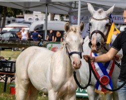 Dressurpferd Petit Magic Blue Eyes (Deutsches Reitpony, 2022, von Mescal 15)