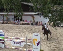 jumper Lola Rennt 8 (Oldenburg show jumper, 2005, from Lord Pezi)