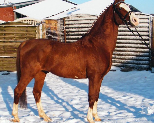 stallion Madison (German Riding Pony, 1989, from Magister)